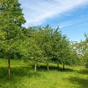 Agroforstwirtschaft