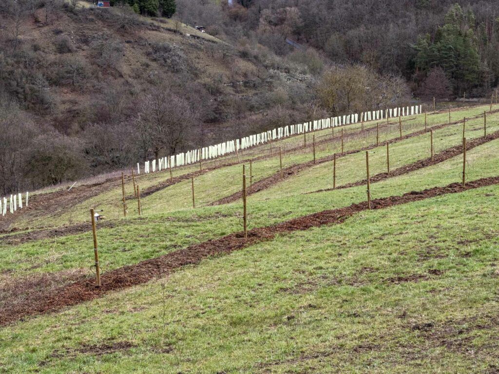 Die Nussbäume wurden mit einem Reihenabstand von 12m gepflanzt