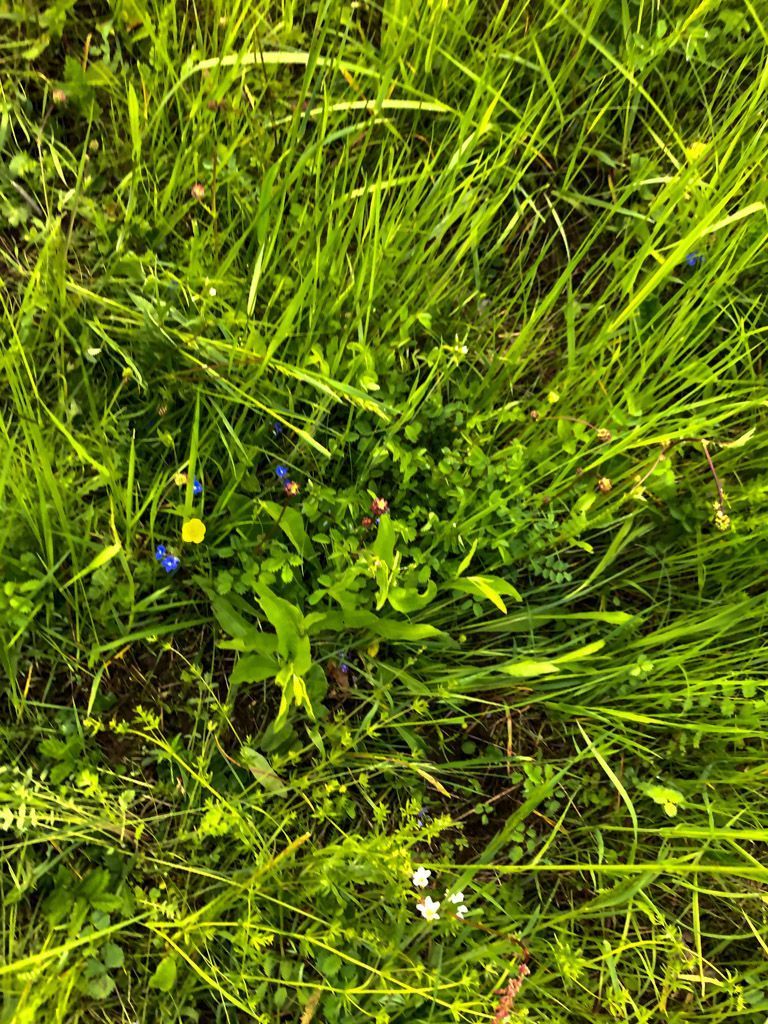 Ehrenpreis, Kleiner Wiesenknopf, Knöllchen-Steinbrech, Knolliger Hahnenfuß, Sauerampfer