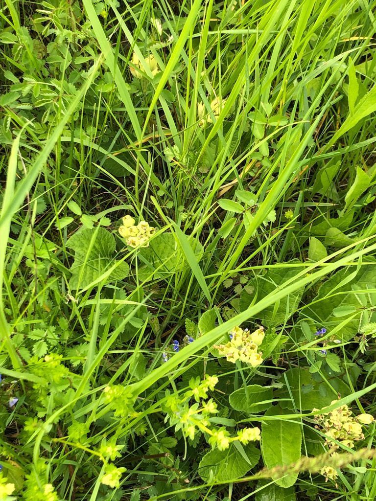 verblühte Schlüsselblume,  Wiesen-Labkraut und Kleiner Wiesenknopf