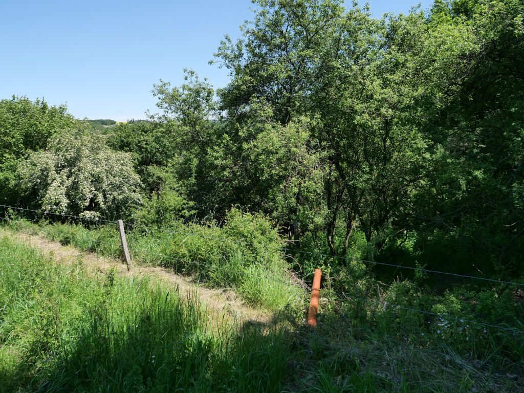 Am Osthang mit Blick vom Wirtschaftsweg oberhalb der Fläche.